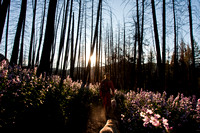 Fox Creek Hollyhocks