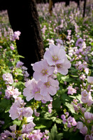 Fox Creek Hollyhocks