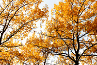 Autumn Aspens