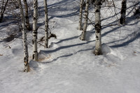 Snowy Aspens