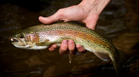 Bigwood Rainbow